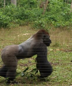 Gorilla Safari trecking