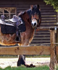 Horse Riding Tour In Fundong