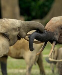Yaoundé - Lobéké Park
