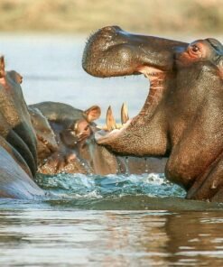 Bouba Ndjida National Park