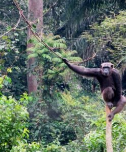 Mefou National Park – Ape Action Africa