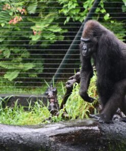 Limbe Wildlife Centre